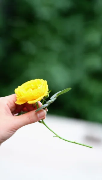 Women Cut Roses In Garden — Stock Photo, Image