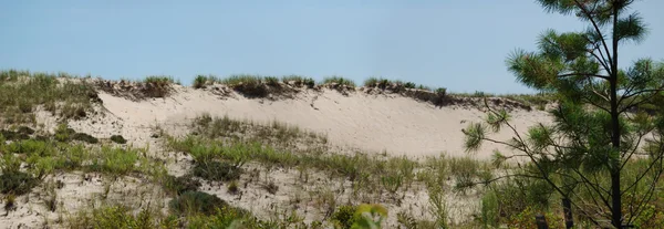 Піщана дюна з травою — стокове фото