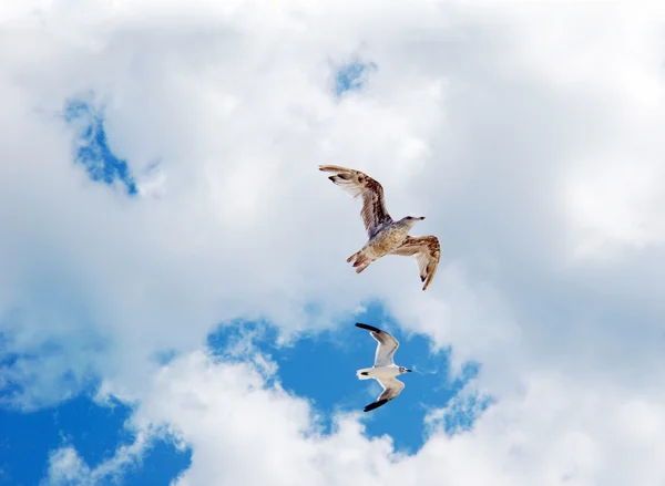 Two seagulls front of the sky — Stock Photo, Image