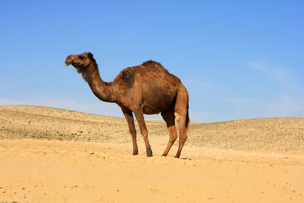 Çölde deve — Stok fotoğraf