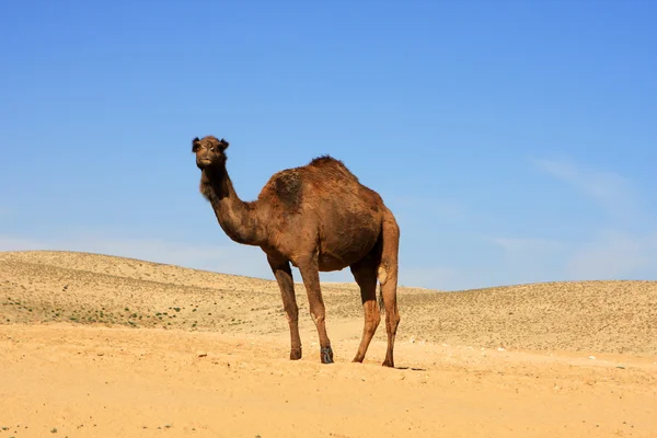 Верблюда у пустелі — стокове фото