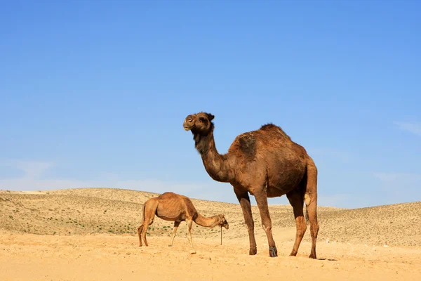 Camels in desert — Stock Photo, Image