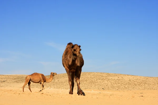 stock image Camels in desert