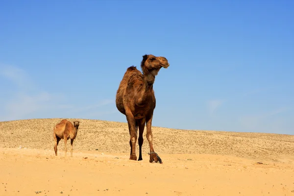 stock image Camels in desert