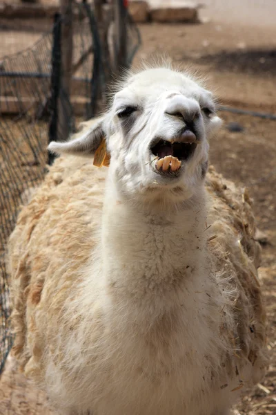 Beyaz lama — Stok fotoğraf