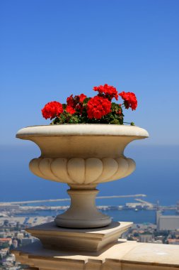 Flowers in Bahai gardens clipart