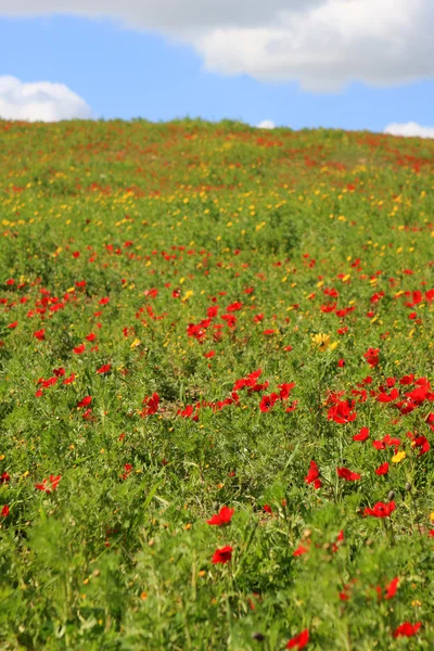 stock image Flower field