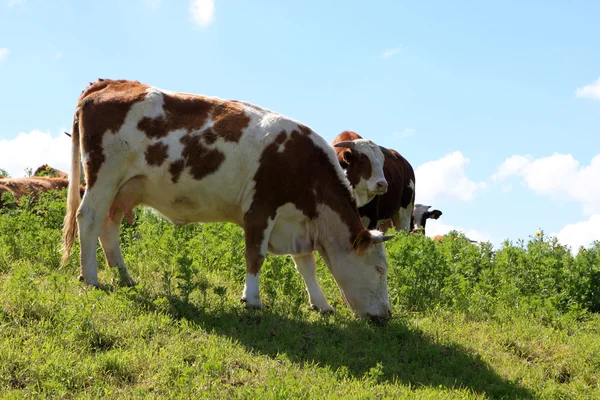 Kráva na hřišti — Stock fotografie