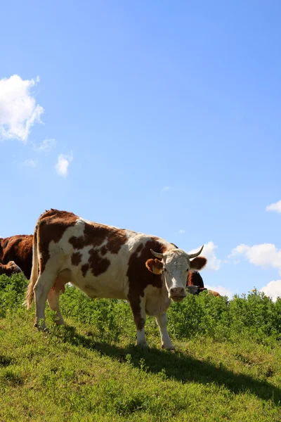 Cow on the field — Stock Photo, Image