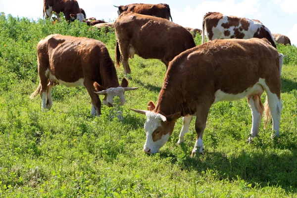 The cows — Stock Photo, Image