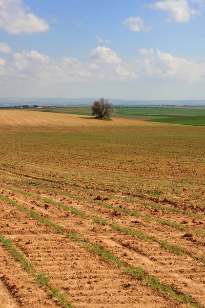 stock image Agricultural field