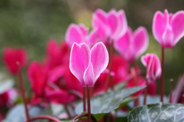 핑크 시 클 라 멘 꽃 — 스톡 사진