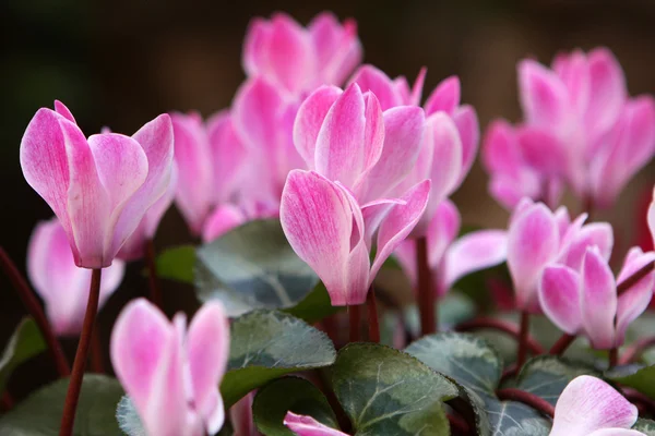 Pink cyclamen flowers — Stock Photo, Image