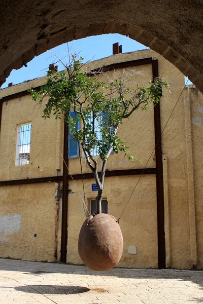 Schwimmender Orangenbaum, Jaffa — Stockfoto