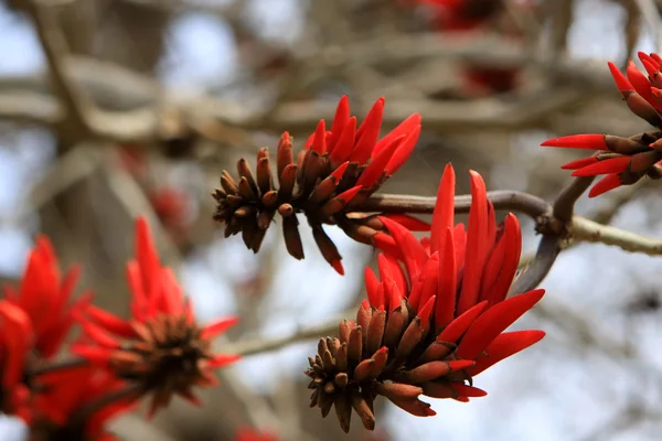 stock image Erythrina or Coral tree