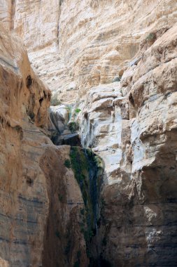 Ein Avdat Canyon, Israel clipart