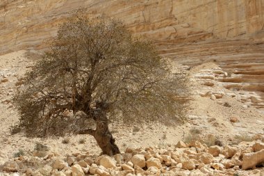 Ein avdat Kanyon, İsrail