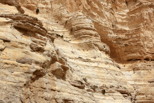 Ein Avdat Canyon, Israel — Stockfoto