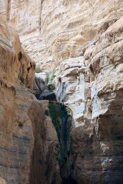 Ein Avdat Canyon, Israele — Foto Stock