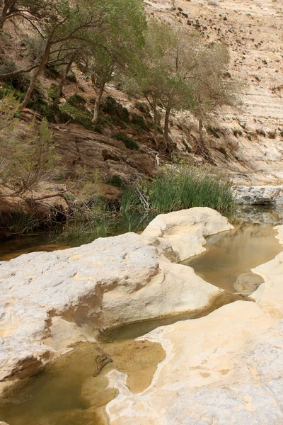 Ein avdat kanion, Izrael — Zdjęcie stockowe