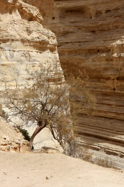 Ein avdat canyon, Israël — Stockfoto