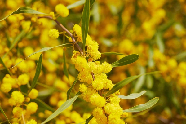 Stock image Cyprus in the spring