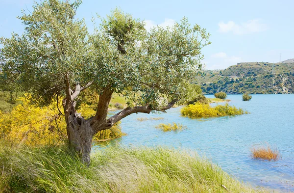 Кипр весной Стоковое Изображение