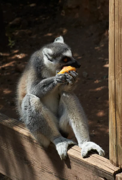 Gestreepte lemur — Stockfoto