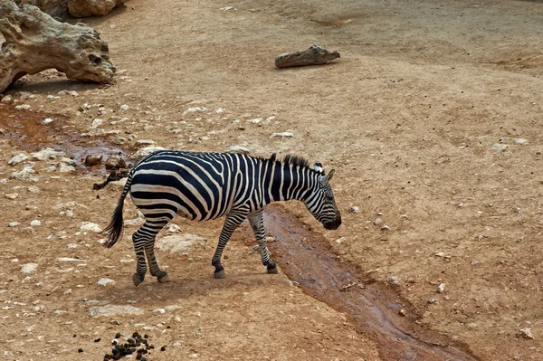Sad zebra — Stock Photo, Image