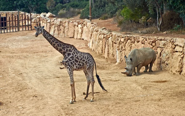 Giraff och rhino — Stockfoto