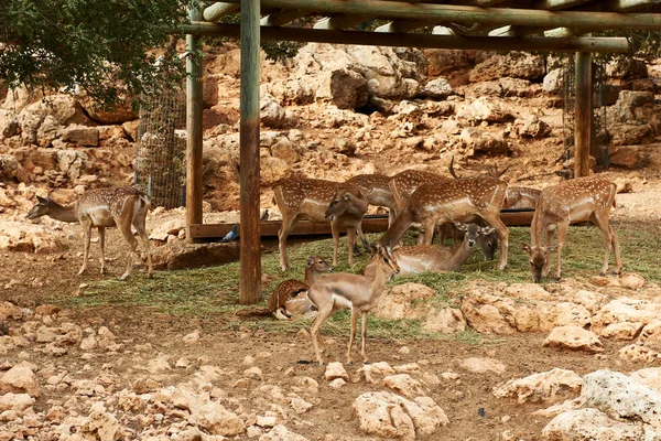 Deer graze in the Biblical Zoo in Jerusalem. Israel — Stock Photo, Image