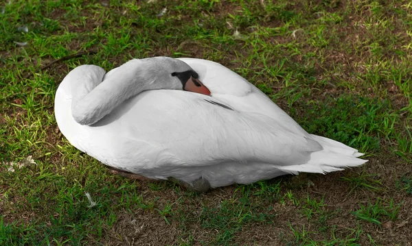 Белый гусь — стоковое фото