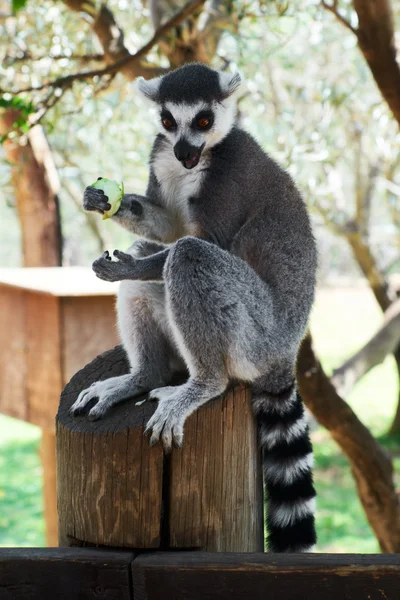 Gestreepte lemur Rechtenvrije Stockfoto's