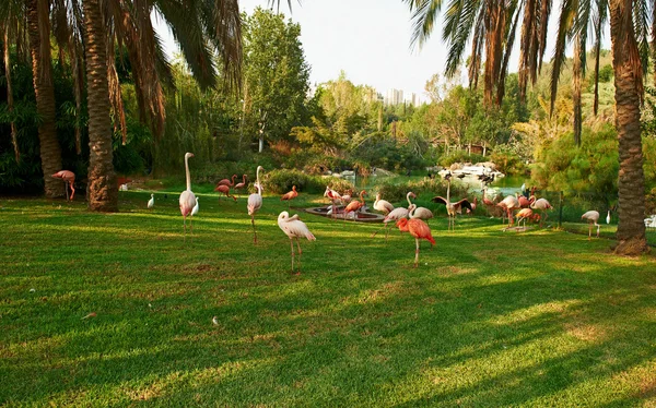 Spazierende rosa Flamingos — Stockfoto