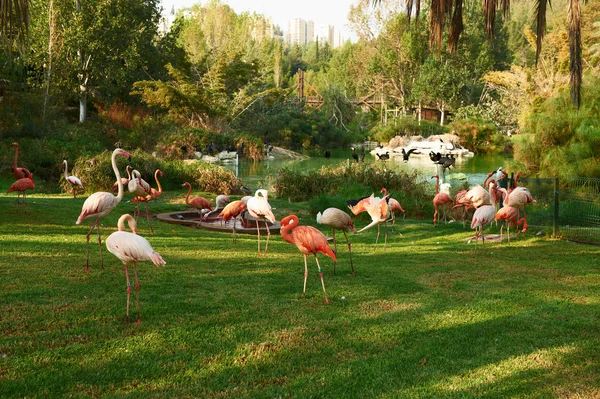 Flamingo rosa — Fotografia de Stock