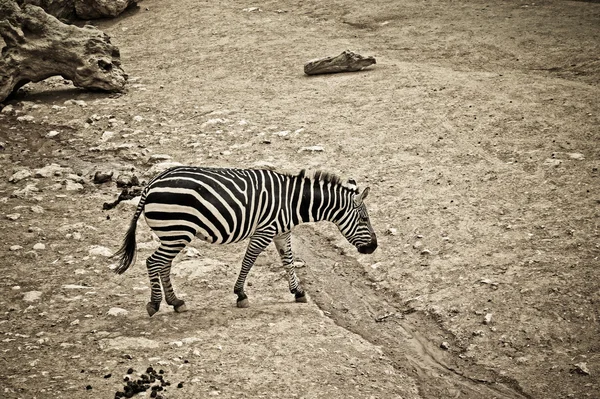 Sad zebra — Stock Photo, Image