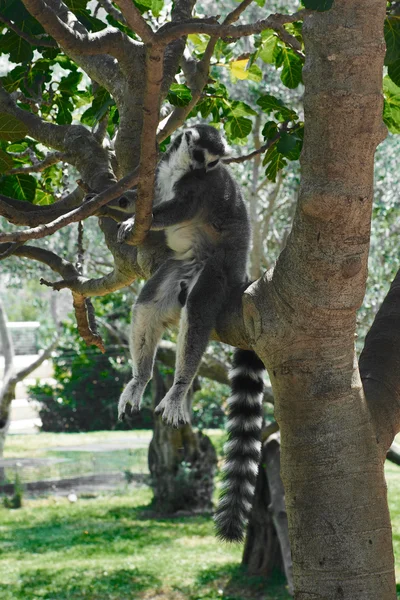 Gestreepte lemur — Stockfoto