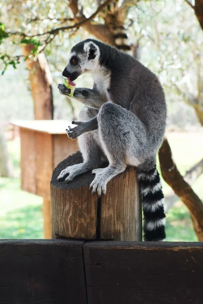 Striped lemur — Stock Photo, Image