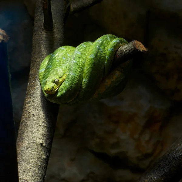 stock image Green snake