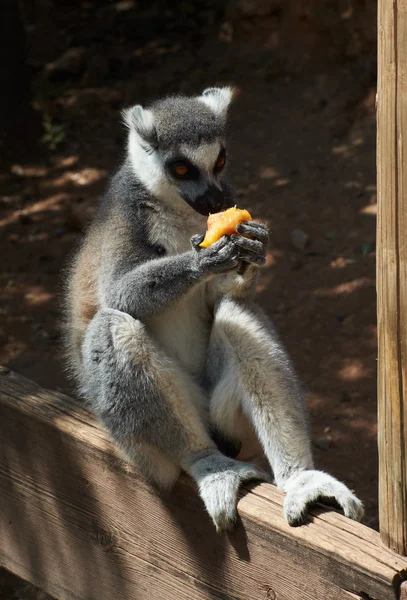 Lémure listrado — Fotografia de Stock