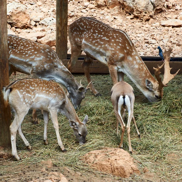 Deer in zoo — Stock Photo, Image