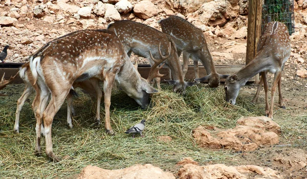 Deer in zoo — Stock Photo, Image