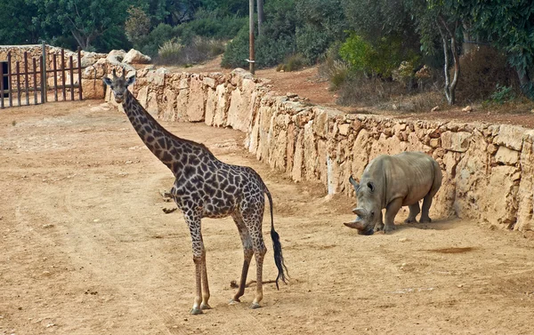 Giraffe and rhinoceros — Stock Photo, Image