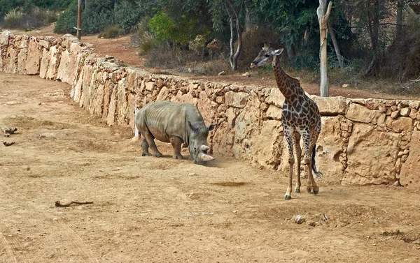 Giraffe and rhinoceros — Stock Photo, Image