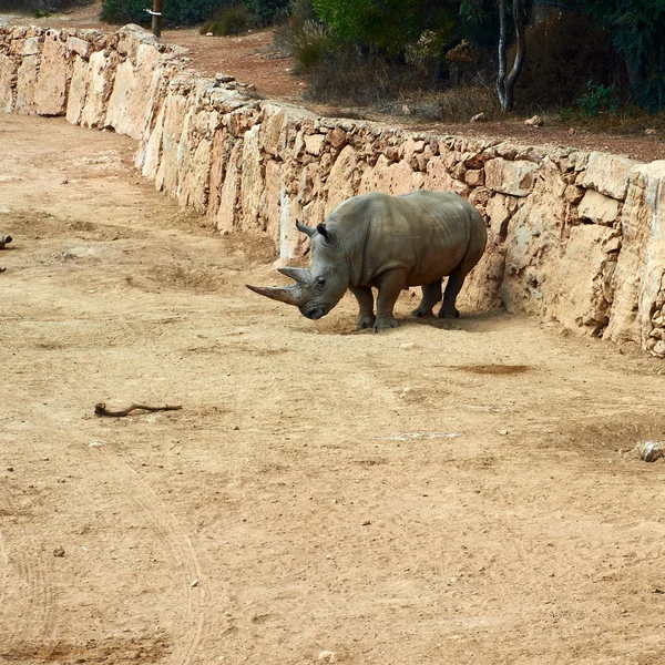 Rhinoceros in zoo — Stock Photo, Image