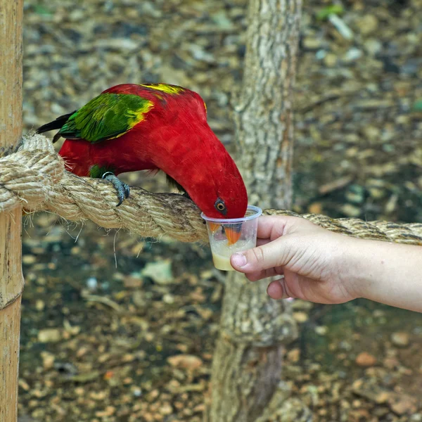 Papagájok Stock Fotó