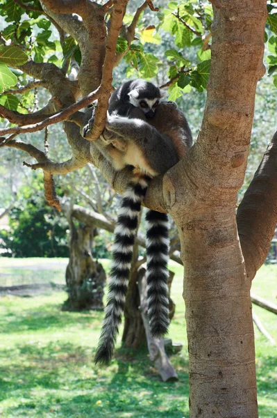Gestreepte lemur Rechtenvrije Stockafbeeldingen
