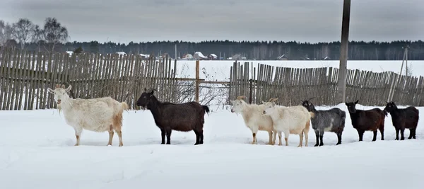 Herd of goats — Stock Photo, Image