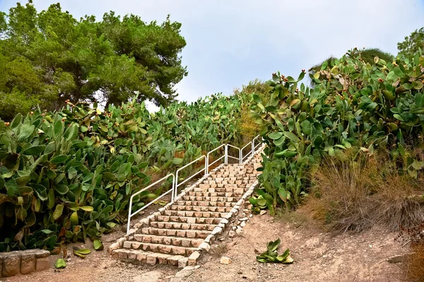 Mnoho kaktusů v parku v Izraeli — Stock fotografie
