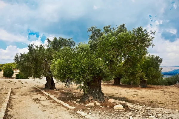 Gamla olivträd — Stockfoto